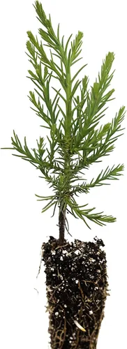 Miniatura 3 de Plantón pequeño de secoya gigante (sequoiadendron giganteum)