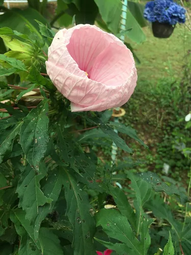 Miniatura 7 de UPC0764425787105 - Semillas de hibisco tropical, rosa gigante (Hibiscus rosa-sinensis) de Robsrareandgiantseeds UPC0764425787105 sin OMG, orgánico