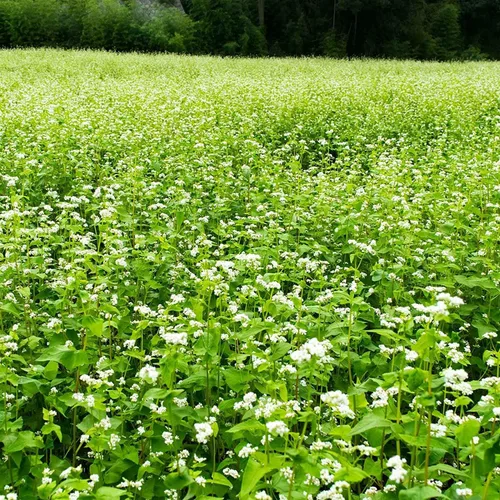 Miniatura 2 de Semillas de trigo sarraceno, 1 libra ~ 15,000 semillas, orgánicas, sin OMG, enteras (cáscara encendida) - Microgreens de trigo Grow Buck