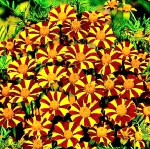 100 semillas de Gazania mezcla a rayas flores plantas de cobertura del suelo raras crecen fácilmente - PeavyTailor