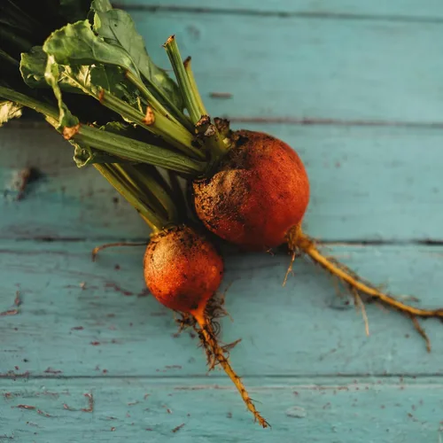 Miniatura 7 de Golden Detroit Beet - 50 semillas - Variedad de reliquia y polinizada abierta, semillas de vegetales sin OMG para plantar en interiores o exteriores