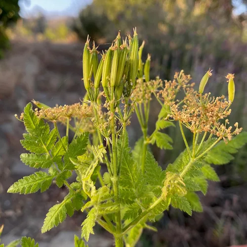 Miniatura 4 de Plant Good Seed Sweet Cicely Seeds - Paquete de 20 semillas tradicionales para plantar flores, suministros de jardinería, jardín de hierbas, flores