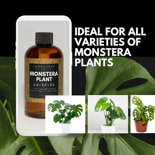 Miniatura 4 de Lush Leaf Alimento para plantas (Gardenia)