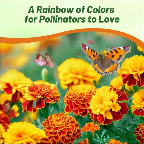 Miniatura 4 de Outsidepride Mezcla de Semillas de Caléndula Francesa - 1 Lb. Anuales, Compactas, Semillas de Flores Tolerantes al Calor y la Sequía para Plantar