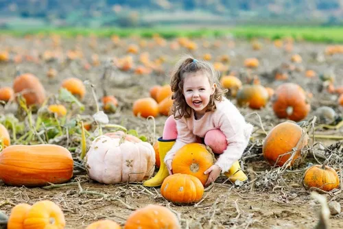 Miniatura 3 de Kit de semillas de parche de calabaza, 30 semillas para cultivar, ganar dinero vendiendo calabazas y calabazas, una bolsa de semillas mixtas