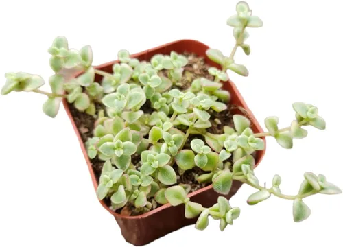 Miniatura 2 de Plantas suculentas vivas Plantas Sedum (maceta de 2 pulgadas Little Missy)