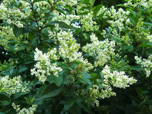 Miniatura 2 de Hierba de hoja rizada - Ligustrum Japonicum Recurvifolium - 3 plantas vivas - Seto de privacidad de floración de hoja perenne