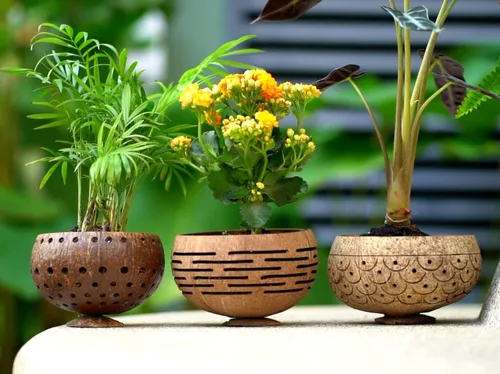 Miniatura 4 de Rainforest Bowls Horizons - Maceta de coco con orificio de drenaje, perfecta para suculentas, flores, plantas pequeñas, jardines interiores