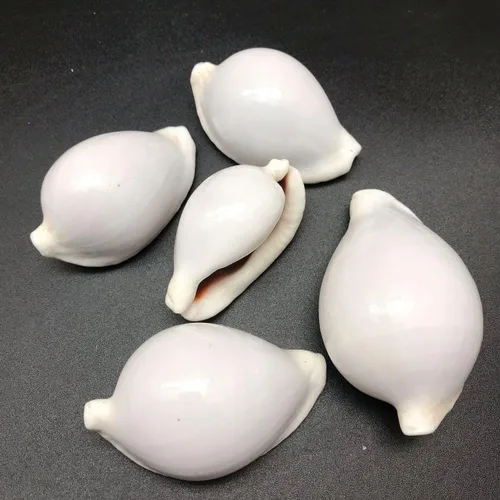 Miniatura 5 de PEPPERLONELY 5 conchas marinas de tigre cowrie pulidas, 2-1/2 pulgadas ~ 3-1/4 pulgadas 1#. Tiger Cowrie Shells 2-1/2 pulgadas ~ 3-1/4 pulgadas