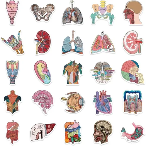 Miniatura 6 de Anatomy Pun Stickers Human Anatomy Sticker Water Bottle Stickers for Teens Waterproof Vinyl(50Pcs)