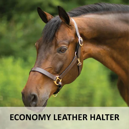 Miniatura 2 de Dura-Tech Premier Lancaster - Cabestro de cuero para caballos Cabestro de cuero económico simple con ajuste ajustable y herrajes de latón macizo