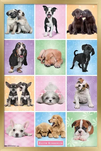 Miniatura 13 de Trends International Póster de pared Puppies Cuties, 22.375 x 34 Versión con marco negro