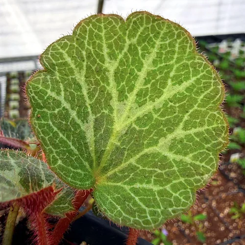 Miniatura 7 de Saxifraga stolonifera, planta viva de begonia de fresa, geranio de fresa, saxífraga rastrera, lámina de roca rastrera, madre de miles, cubierta