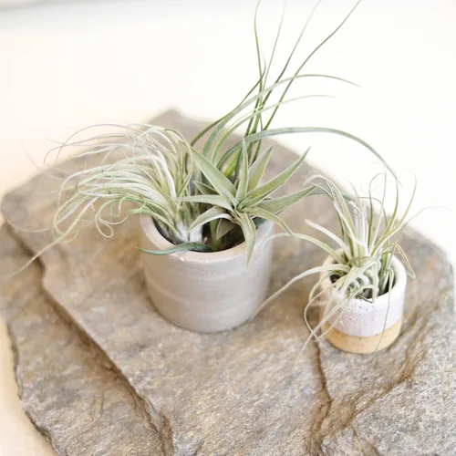 Miniatura 7 de Planta de aire con poca luz (4 unidades) Tillandsia Plantas de aire vivas Plantas de interior vivas Plantas de interior vivas Plantas suculentas