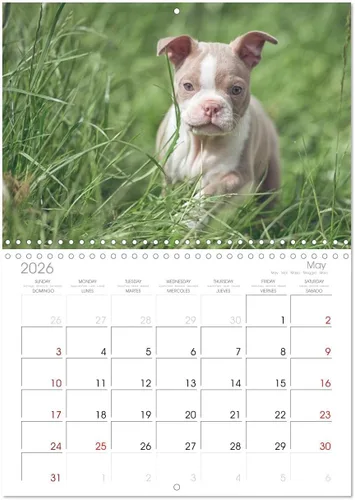 Miniatura 9 de Boston Terrier de colores 2022 (calendario mensual de pared 2024 11.7 x 16.5 pulgadas (abierto), calendario de 14 meses CALVENDO