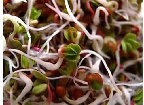 Miniatura 5 de Mezcla de germinación de Megan's de 8 onzas, mezcla perfecta de semillas de germinación de frijol mung, alfalfa, brócoli y rábano, sin OMG, Country