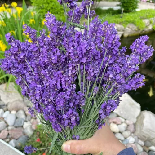 ZEshops 1000 semillas de lavanda – Floraciones de reliquia fragantes sin OMG para plantar al aire libre, plantas perennes aptas para polinizadores