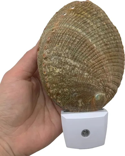 Miniatura 3 de PEPPERLONELY Conchas de mar de abulón verde natural, luz nocturna náutica natural conchas de mar decoración del hogar, sensor automático LED luz
