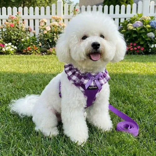Miniatura 6 de SuperBuddy Arnés para perro de malla suave mejorado, arneses súper transpirables y ligeros para mascotas, para cachorros, perros al aire libre