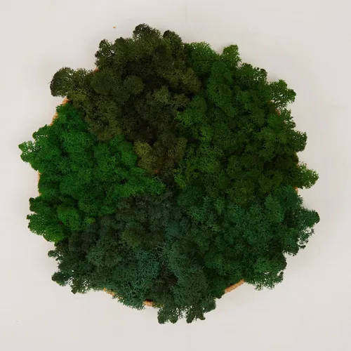 Miniatura 40 de Musgo de Reno Preservado Verde Natural Kit de Bricolaje Arte de Jardinería Decoración de Pared Decoración de Floristería Decoración de Mesa