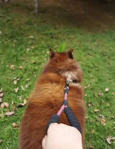 Miniatura 9 de Correa corta para perro de 18 pulgadas, cuerda de tráfico para perro con mango acolchado, lengüeta de nailon fuerte de 1.5 pies para perros medianos