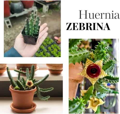 Miniatura 2 de Lifesaver Zebrina Cactus Estrella de Mar, Planta de Cactus, Cactus Rastrero Suculento Bien Enraizado en Maceta de 2", Planta de Interior Ornamental