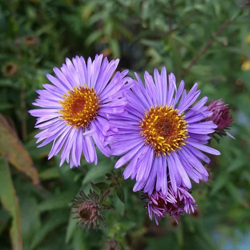 Miniatura 4 de Eden Brothers Semillas Aster de Nueva Inglater