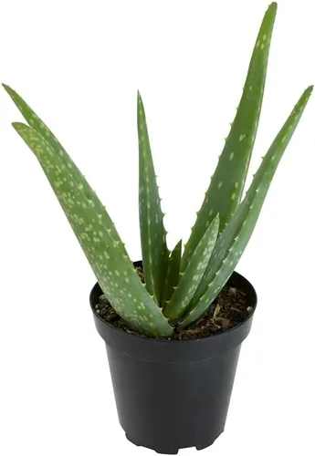 Miniatura 10 de Planta de aloe vera plantas suculentas vivas (paquete de 3), plantas suculentas vivas de aloe vera, planta de aloe vivo en maceta de aloe, plantas