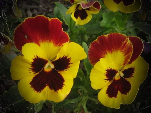 Miniatura 4 de Semillas Cool Wave Fire Pansy Viola Flowers Anual