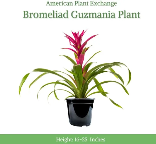 Miniatura 2 de American Plant Exchange Bromelia viva Guzmania – Maceta de 6 pulgadas – Planta de interior tropical colorida con flores brillantes de larga