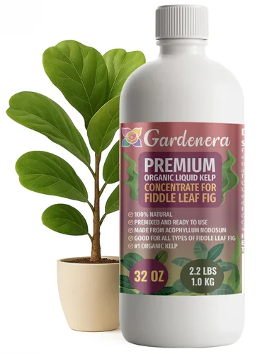 Miniatura 81 de GARDENERA Superalimento orgánico prémium de algas marinas y algas marinas para plantas AGLAONEMA, 8 onzas, concentrado de fertilizante líquido