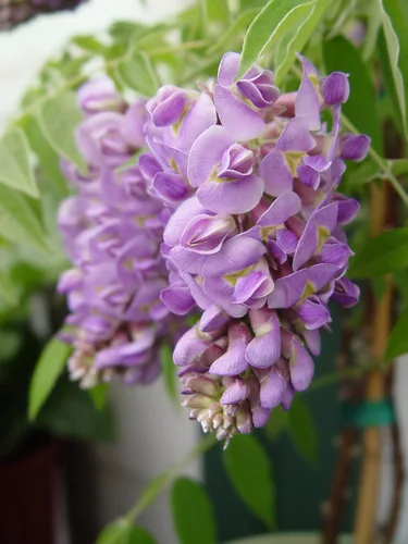 Miniatura 4 de American Beauties Native Plants - Glicina macro. 'Blue Moon' (Wisteria) Vid, flores de color azul púrpura profundo, #2 - Contenedor