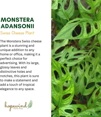 Miniatura 5 de Planta de queso suizo Monstera Adansonii, declaración única y hermosa en cualquier espacio, pulgares verdes hacia arriba y los favoritos