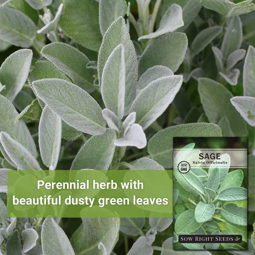 Miniatura 3 de Sow Right Seeds - Semillas de salvia para plantar - Paquete de reliquia sin OMG con instrucciones para plantar y cultivar hierbas de cocina