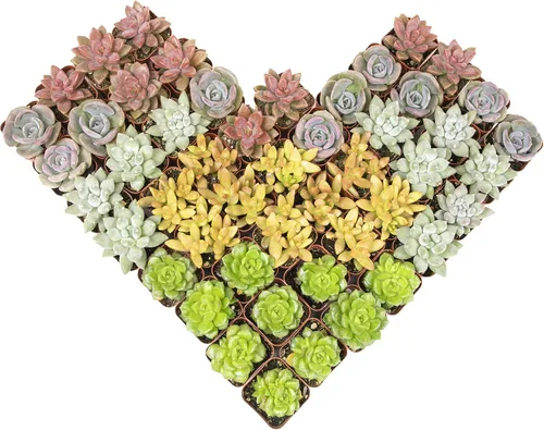 Miniatura 10 de Altman Plants - Plantas suculentas vivas (paquete de 20 unidades), plantas suculentas surtidas en macetas, plantas vivas para el hogar en mezcla
