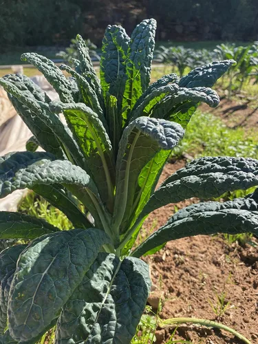 Miniatura 2 de Plant Good Seed Black Magic Lacinato - Semillas de col rizada, paquete de 150, semillas tradicionales para plantar verduras, suministros