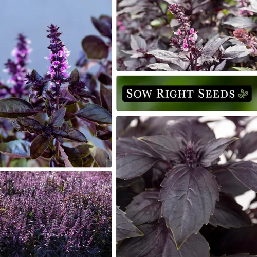 Miniatura 4 de Sow Right Seeds - Semillas de albahaca de ópalo para plantar - Paquete de reliquia sin OMG con instrucciones para plantar en interiores o exteriores