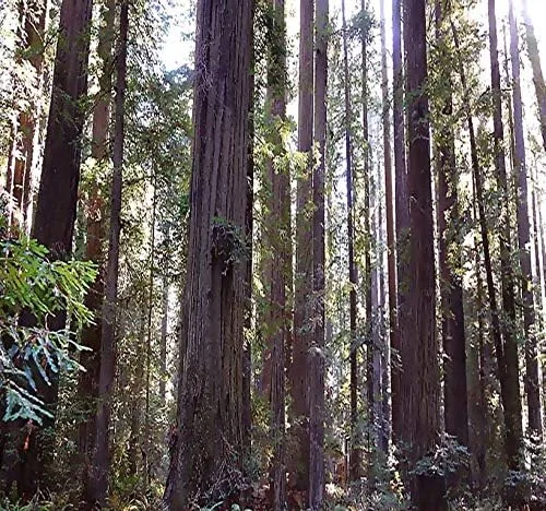 Big Pack Landscape Seeds - Semillas de árbol de secoya de California - Sequoia sempervirens por MySeeds.Co (paquete grande California Redwood)