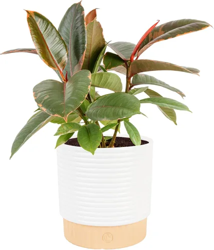 Miniatura 9 de Costa Farms Planta de goma burdeos, árbol ficus elastica vivo para interiores en maceta de vivero, mezcla de tierra para maceta, regalo para Maceta