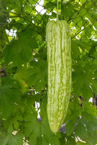 Miniatura 8 de 40 semillas de melón amargo para plantar: semillas de ampalaya y calabaza amarga, semillas de vegetales para jardín doméstico, contenedor o cultivo