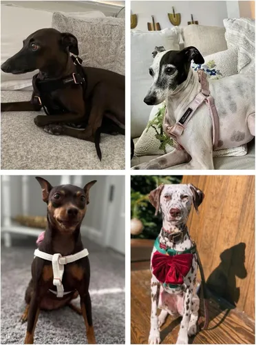 Miniatura 2 de ARING PET Arnés halter para perro, arnés de terciopelo para perro, arnés halter para perro sin tirones, arnés ajustable resistente para perros Verde