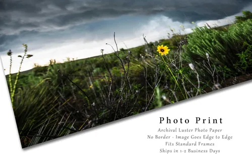 Miniatura 2 de Storm Photography Print (Not Framed) Picture of Thunderstorm Passing Behind Wild Sunflower on Spring Day in Texas Flower Wall Art Nature Decor