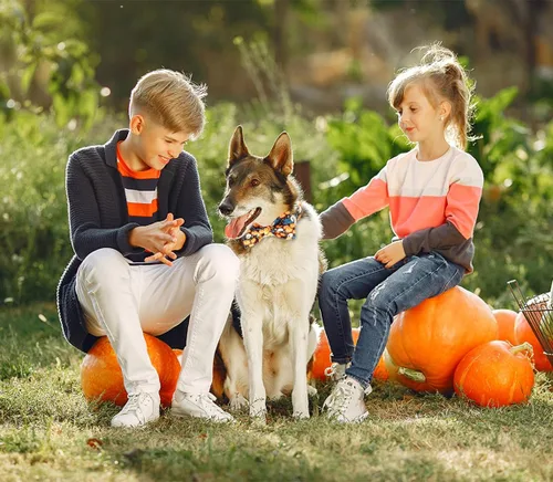 Miniatura 4 de Tunkoo Collar de perro de Halloween con calabaza, duradero, ajustable y elegante, disponible en tamaño pequeño, mediano, grande S Cuello Hallween