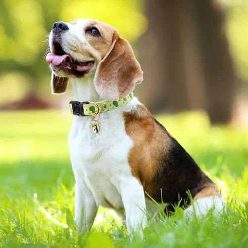 Miniatura 6 de Collar de perro hecho a mano para perros pequeños, medianos y grandes, verde aguacate con colgante, collares de moda para otoño e invierno (grande)