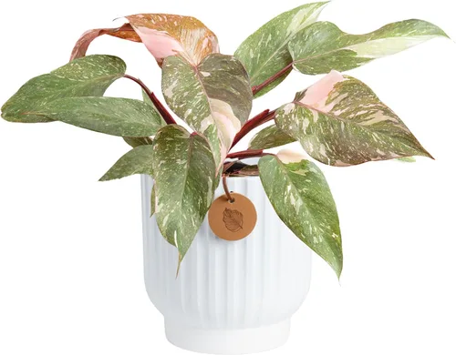 Miniatura 11 de Costa Farms Monstera, planta de queso suizo viva en maceta de plástico, planta de interior grande, perfecta para decoración del hogar, habitación u