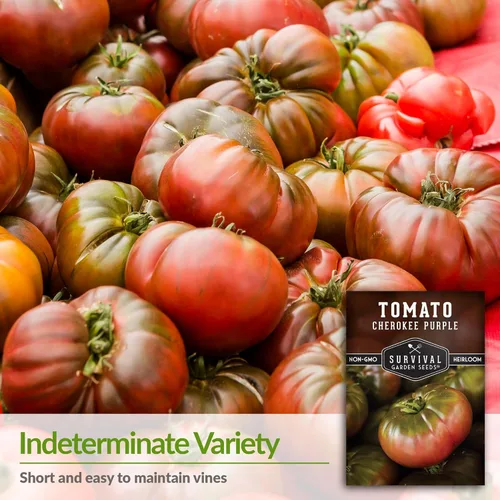 Miniatura 4 de Cherokee - Semillas de tomate morado para plantar, variedad de bistec reliquia con rico sabor dulce y ahumado, tomates grandes sin OMG para cortar