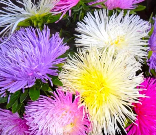 Miniatura 2 de Needle Aster Mix 200 semillas para plantar