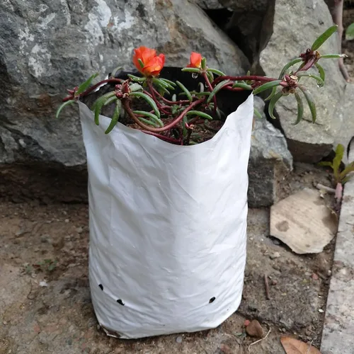 Miniatura 5 de Bolsa de cultivo de polietileno de 1 galón, bolsa de cultivo de 50 unidades, película de panda, blanco y negro