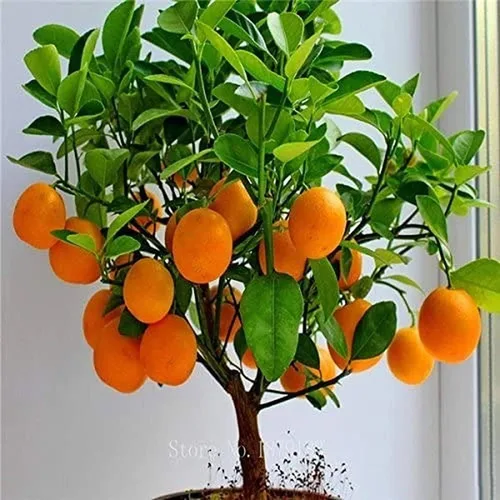 Semillas de naranjo bonsái, 20 semillas para cultivar un delicioso árbol bonsái con frutas.