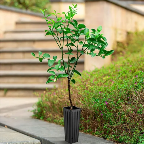Miniatura 5 de Yardwe 50 macetas profundas para árboles, bolsas de cultivo de plástico de 11.2 pulgadas para plantas de semillero de cítricos, recipientes altos